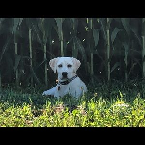 Meet your Posher, Brady